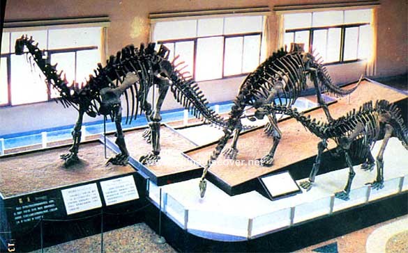 Dinosaur Museum in Zigong